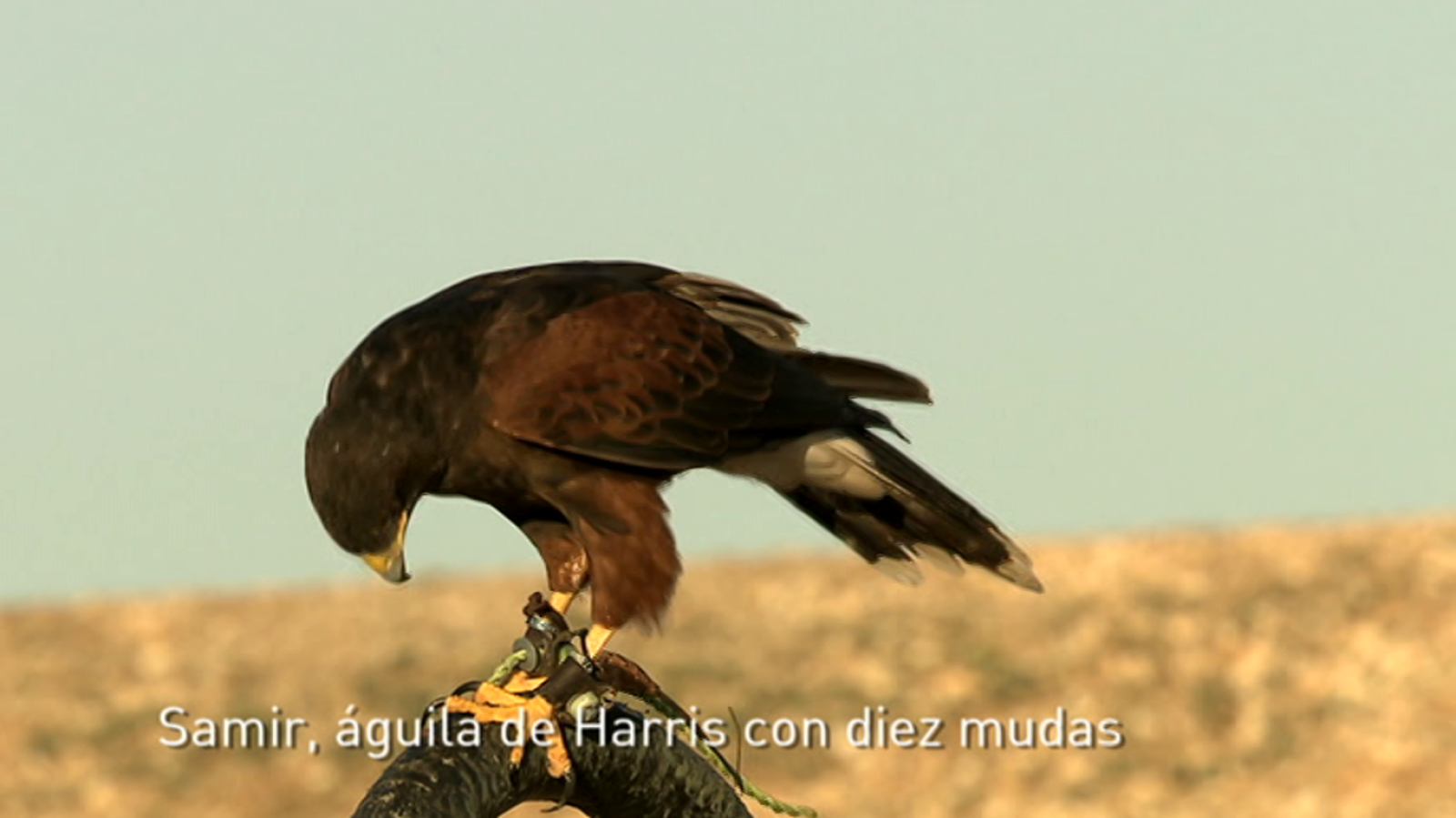 Jara y sedal - Pico a viento - ver ahora