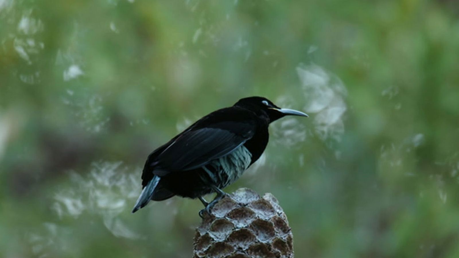 Otros documentales - Planeta selva: El paraíso austral. Australia - RTVE.es