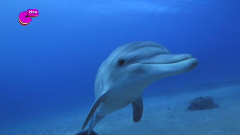 ¿Sabes por qué los delfines siempre sonríen?