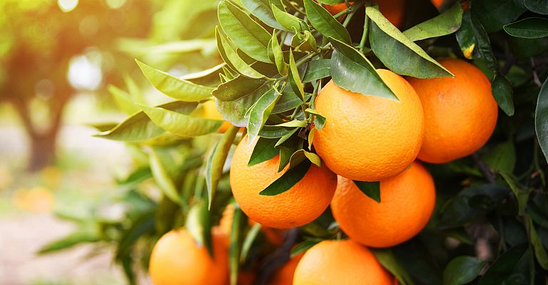 Naranjas eléctricas