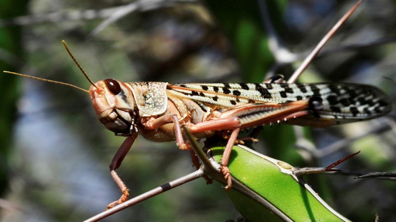 Invasión de langostas en el Cuerno de África y parte de Asia