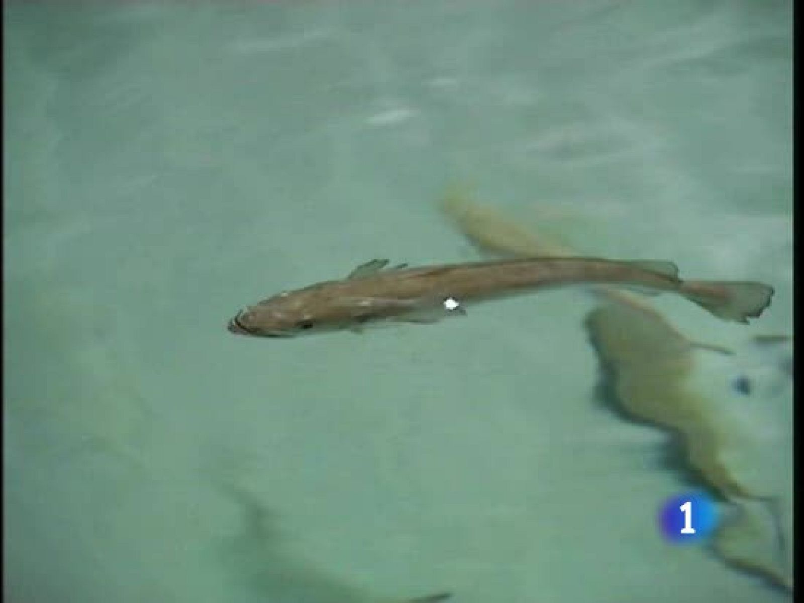 España produjo el año pasado 40.000 toneladas de peces en piscifactorías | Ver