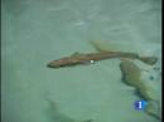  - Merluzas de piscifactoría