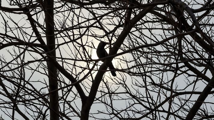 El tiempo - Nueve comunidades con aviso naranja o amarillo por fenómenos costeros, viento y lluvias