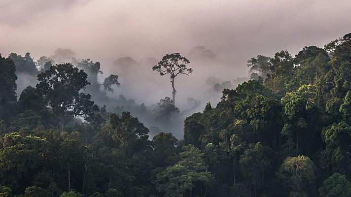 La odisea de cruzar el Tapón del Darién, la peligrosa selva en el camino de los migrantes de Colombia a Panamá