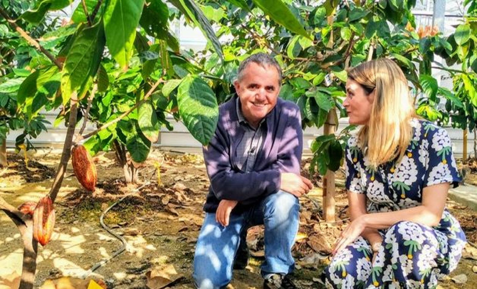 La primera plantación de cacao de Europa está en España
