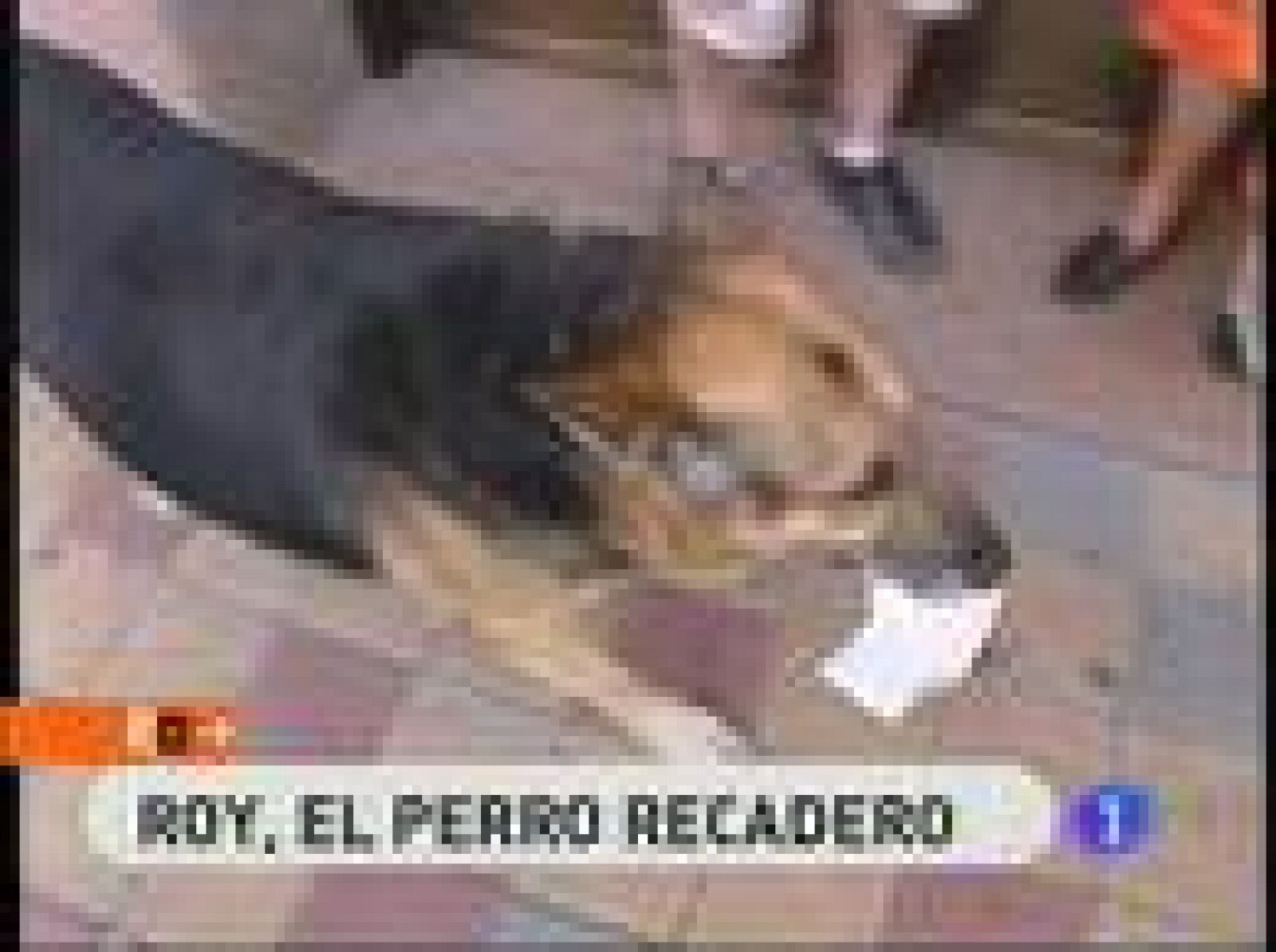 España Directo: Roy, el perro recadero | RTVE Play