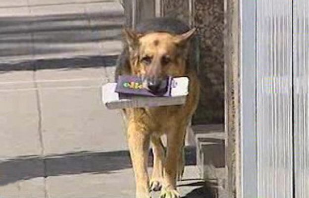 España Directo - Roy, el perro recadero