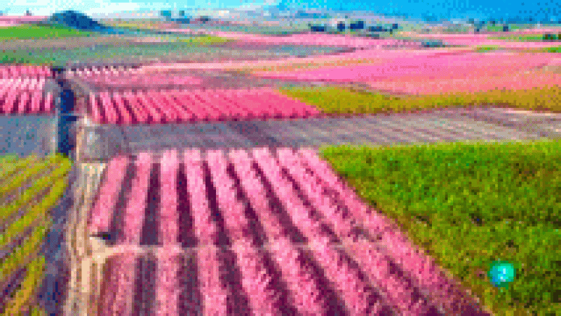 La aventura del saber. Floración de Cieza Murcia