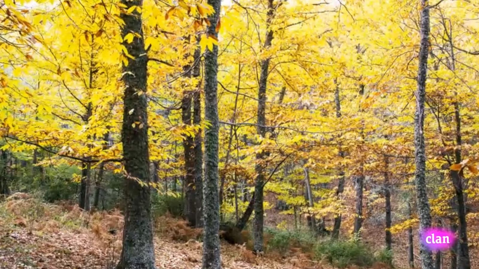 CIENCIAS NATURALES - Alimentos de otoño