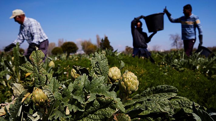 Telediario 1 - La agricultura, un sector estratégico que no cesa para garantizar el abastecimiento de alimentos