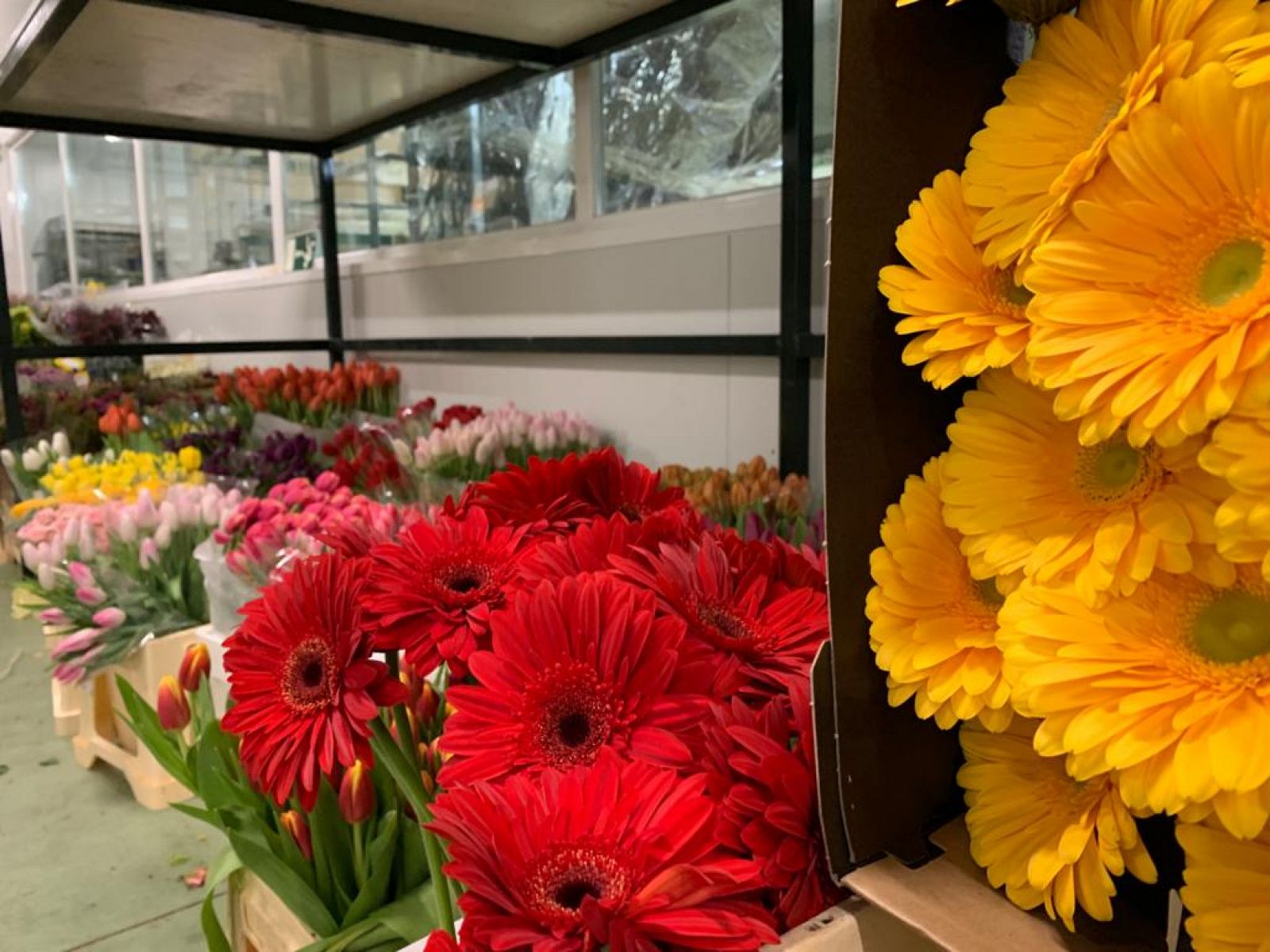 las floristerias regalan flores a los hospitales y residencias