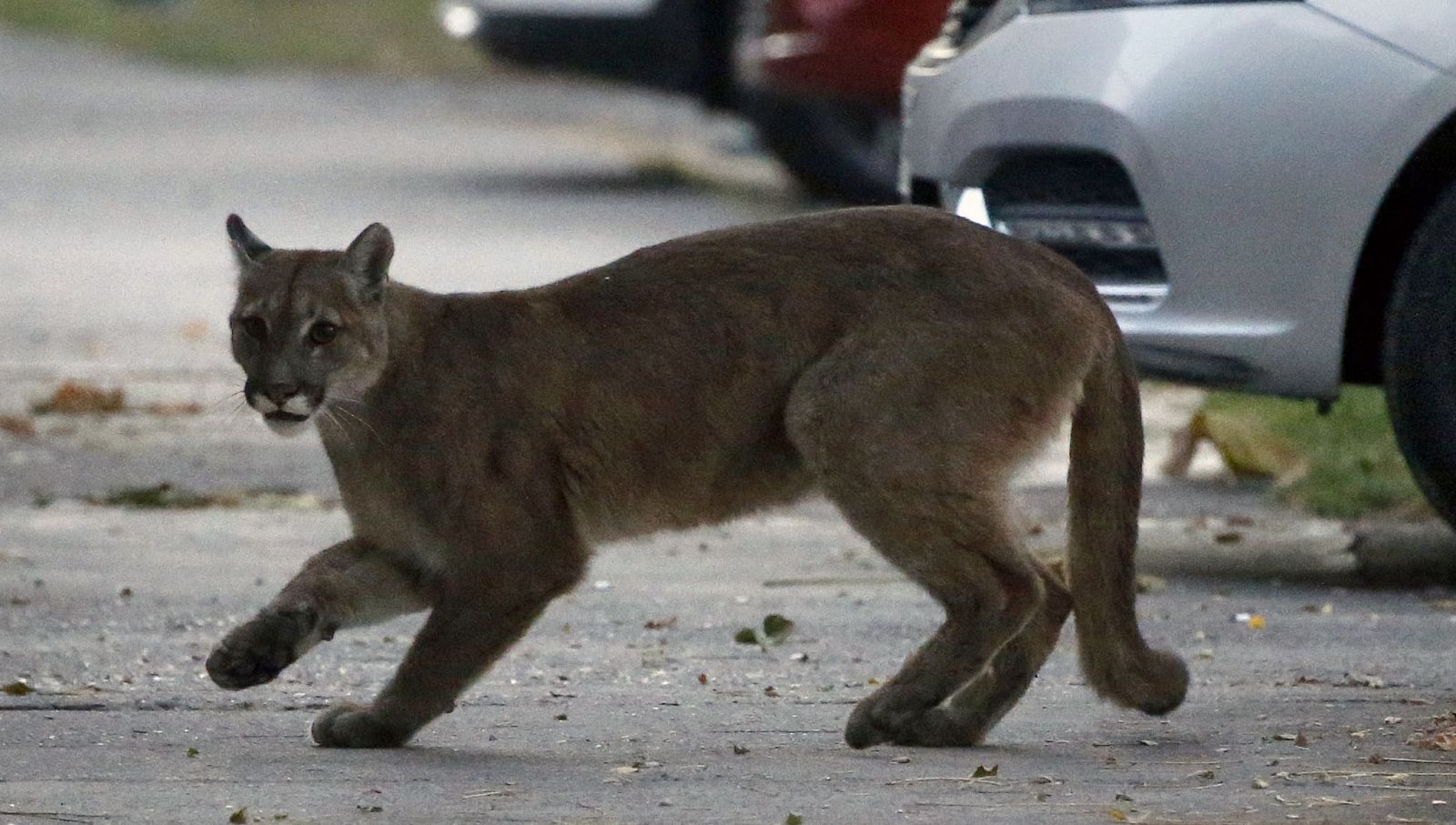 Encuentran un puma deambulando por las calles de Santiago de Chile durante el toque de queda