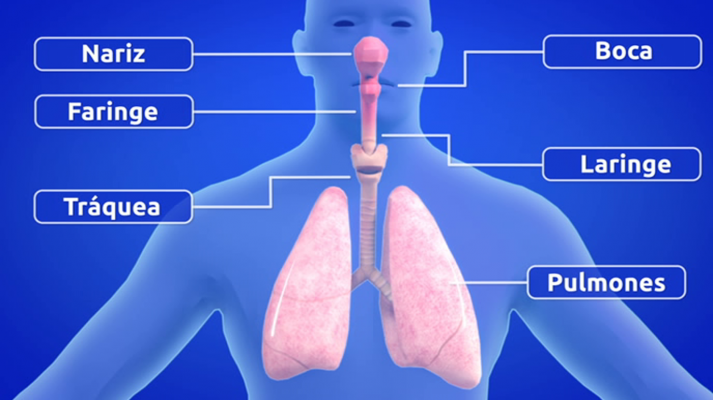 12/14 - Ciencias Naturales: cuerpo humano y sistem