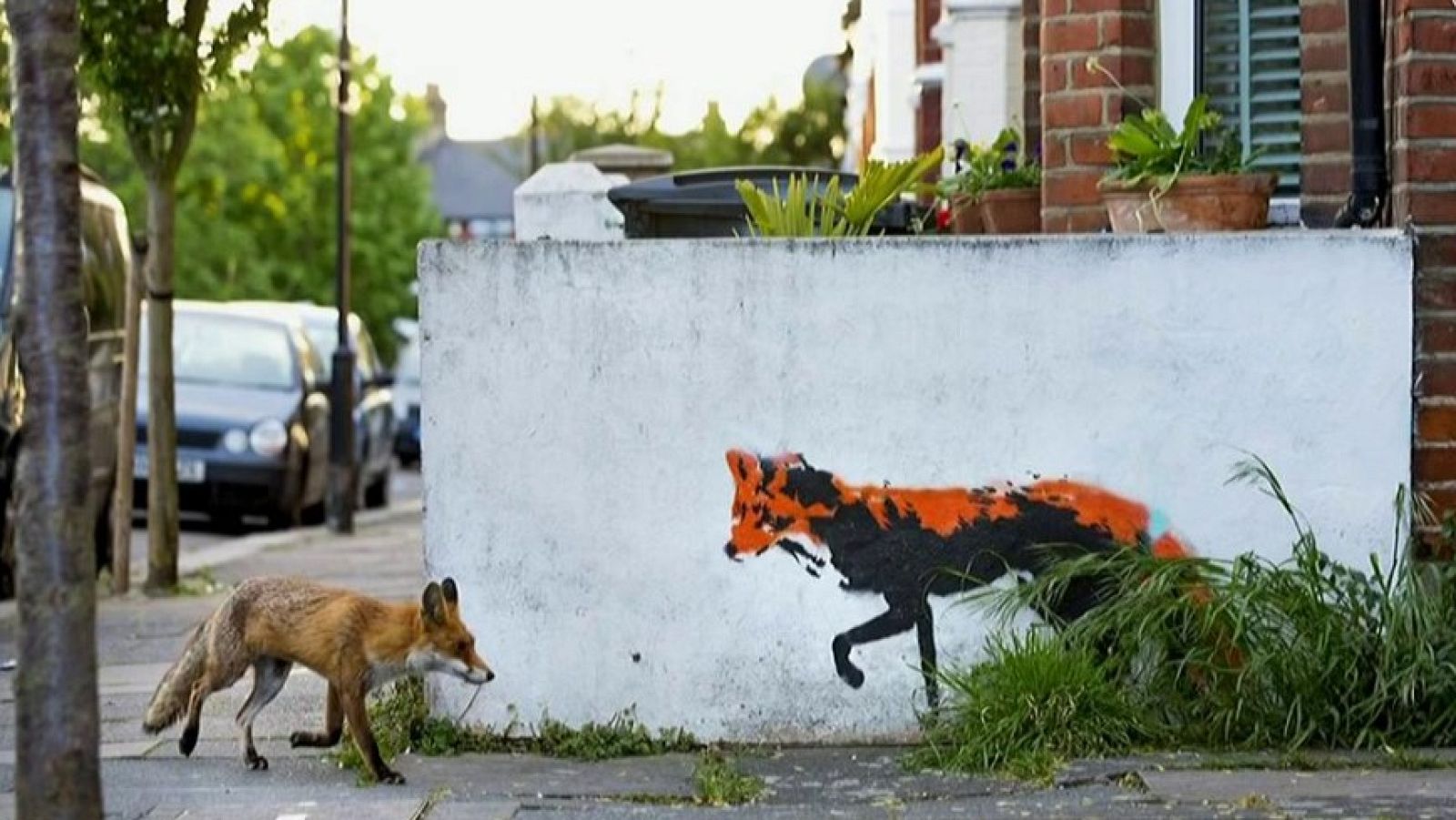 Vídeo: Los animales toman las calles vacías por el confinamiento - RTVE.es