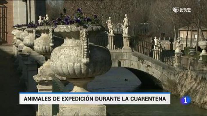 Telediario 1 - Los animales toman las calles vacías por el confinamiento