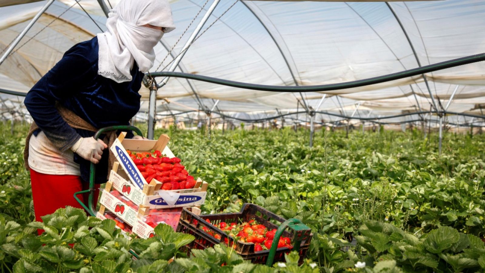 Agricultura Advierte Sobre La Falta De Temporeros Para La Campana De Recogida De La Fruta