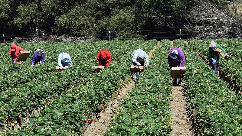 El coronavirus deja al campo sin temporeros para recoger la fruta