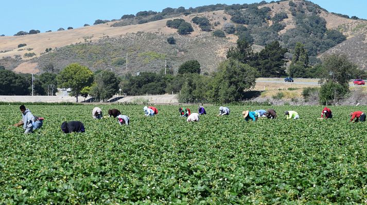 Telediario 1 - Franceses sin trabajo colaboran como temporeros