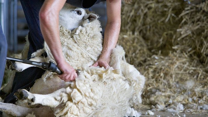 Telediario 1 - El coronavirus provoca la escasez de esquiladores