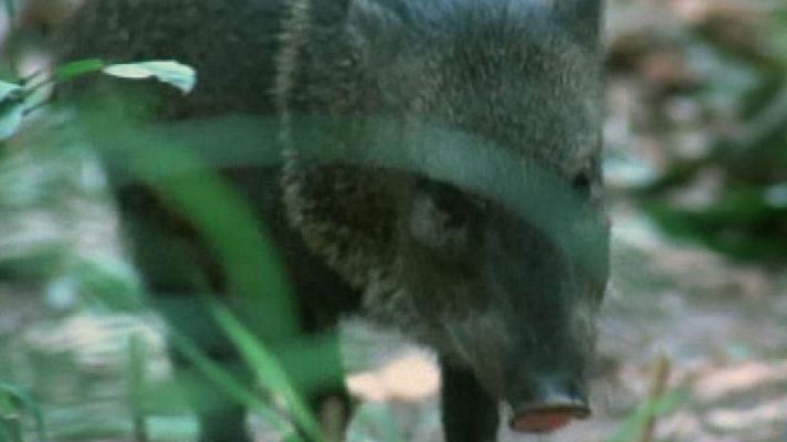 El hombre y la Tierra - El mundo del jaguar
