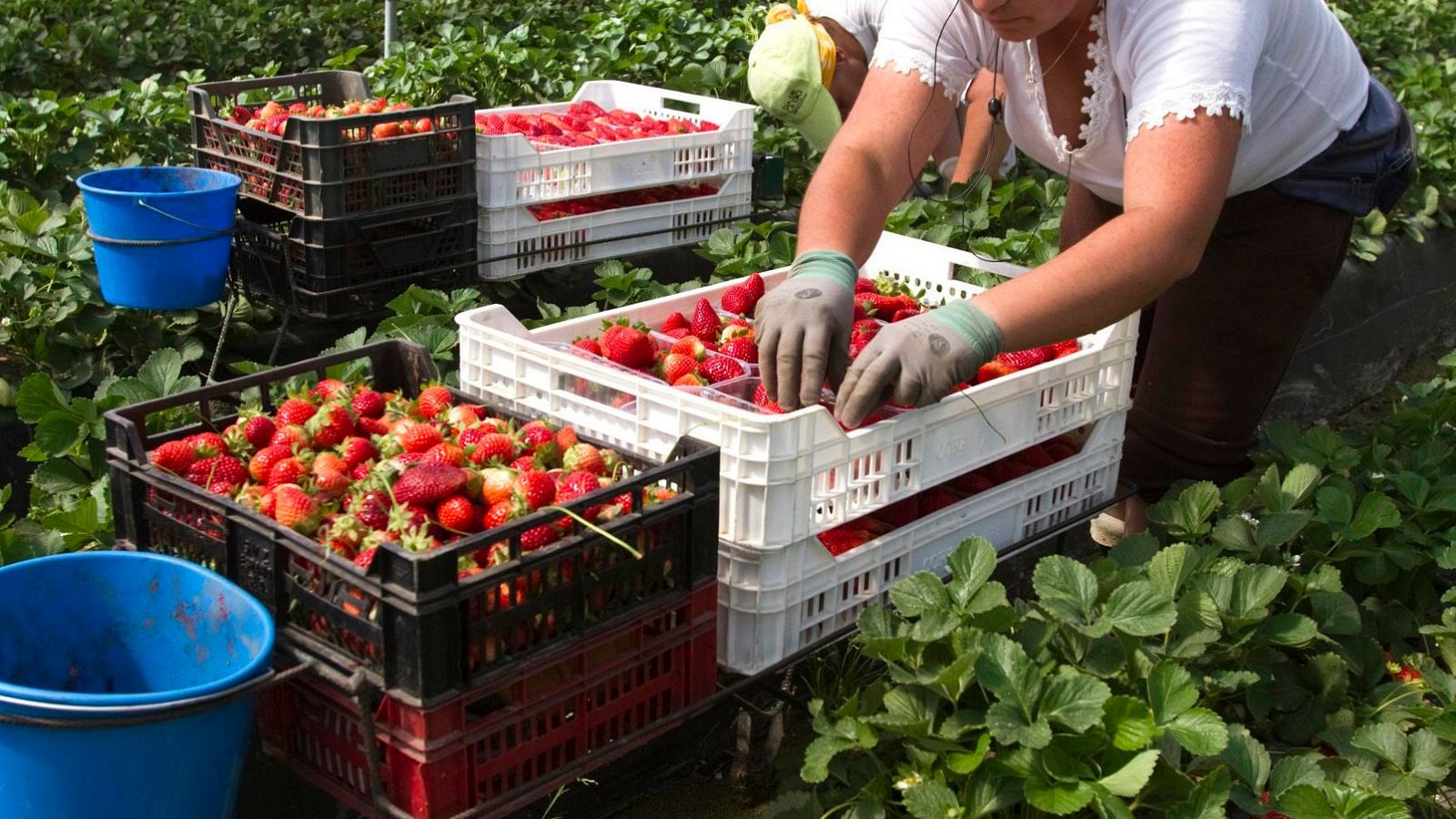 Coronavirus | Déficit de trabajadores agrícolas por el coronavirus