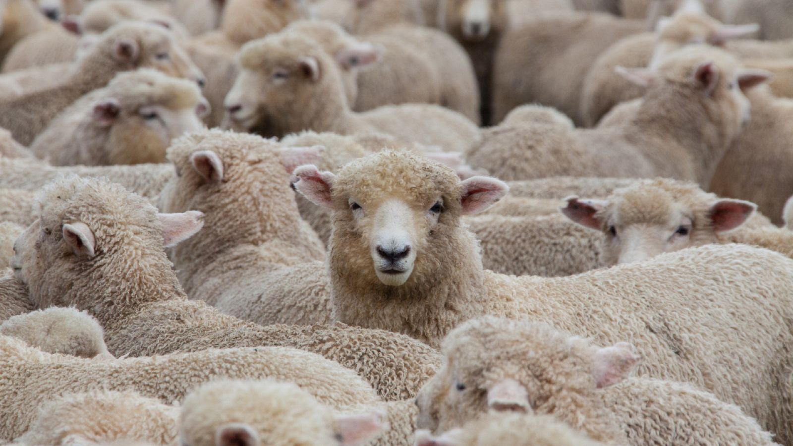 Los pastores no pueden cerrar sus negocios - RTVE.es