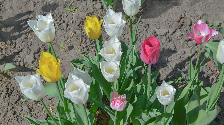Telediario 1 - Los hospitales de Madrid reciben tulipanes
