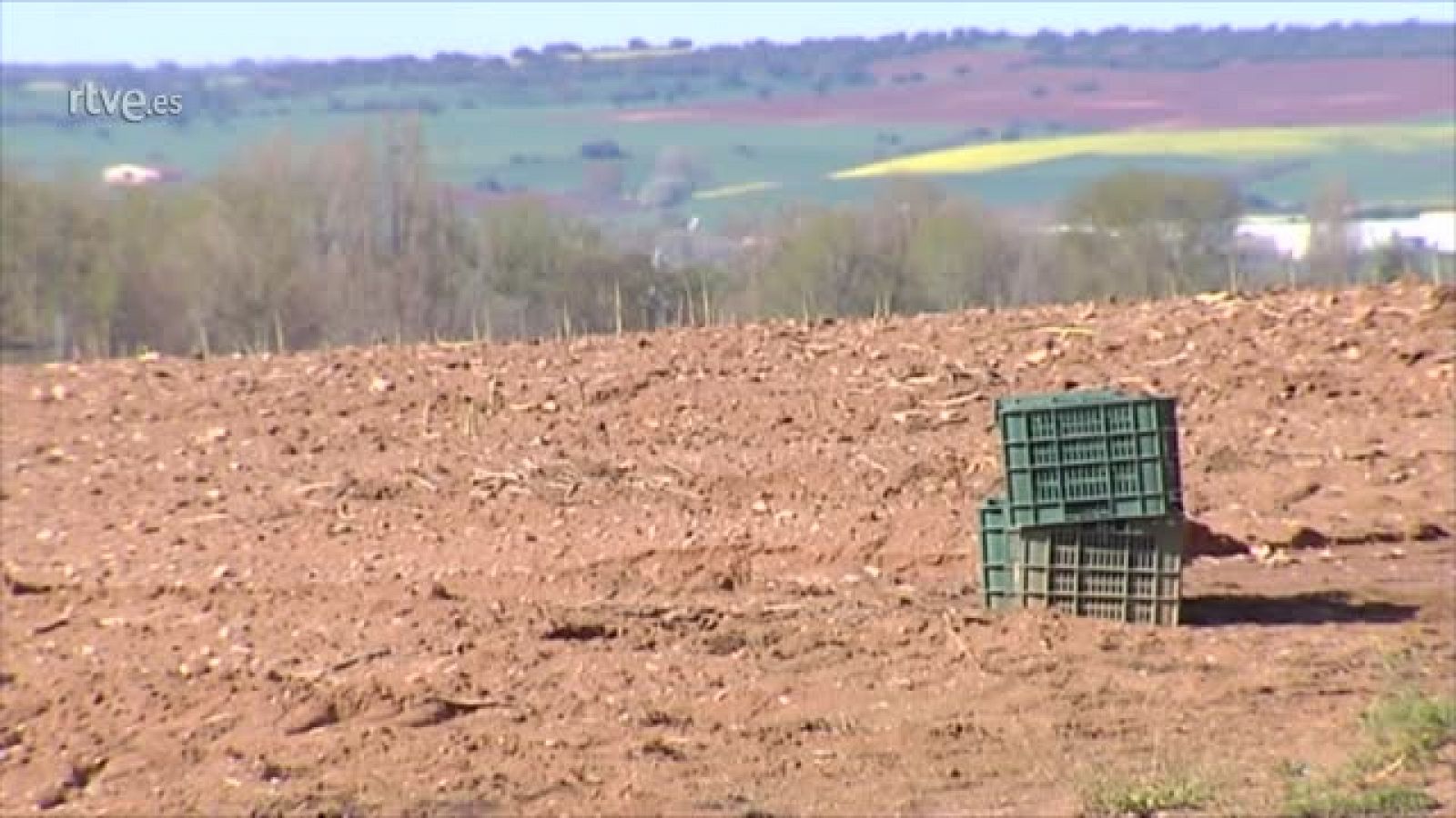 Sin la llegada de temporeros solo se puede recoger el 30% de las cosechas de espárragos verdes