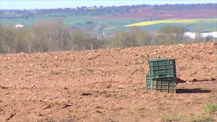 Sin la llegada de temporeros solo se puede recoger el 30% de las cosechas de espárragos verdes