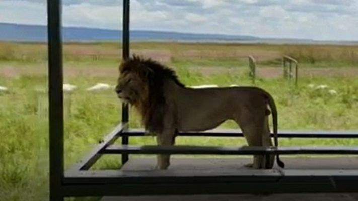 Los leones ocupan el lugar de los turistas en el Masai Mara