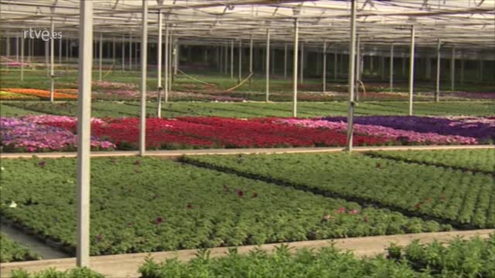 Los viveros de Galicia, amenazados por la crisis del coronavirus