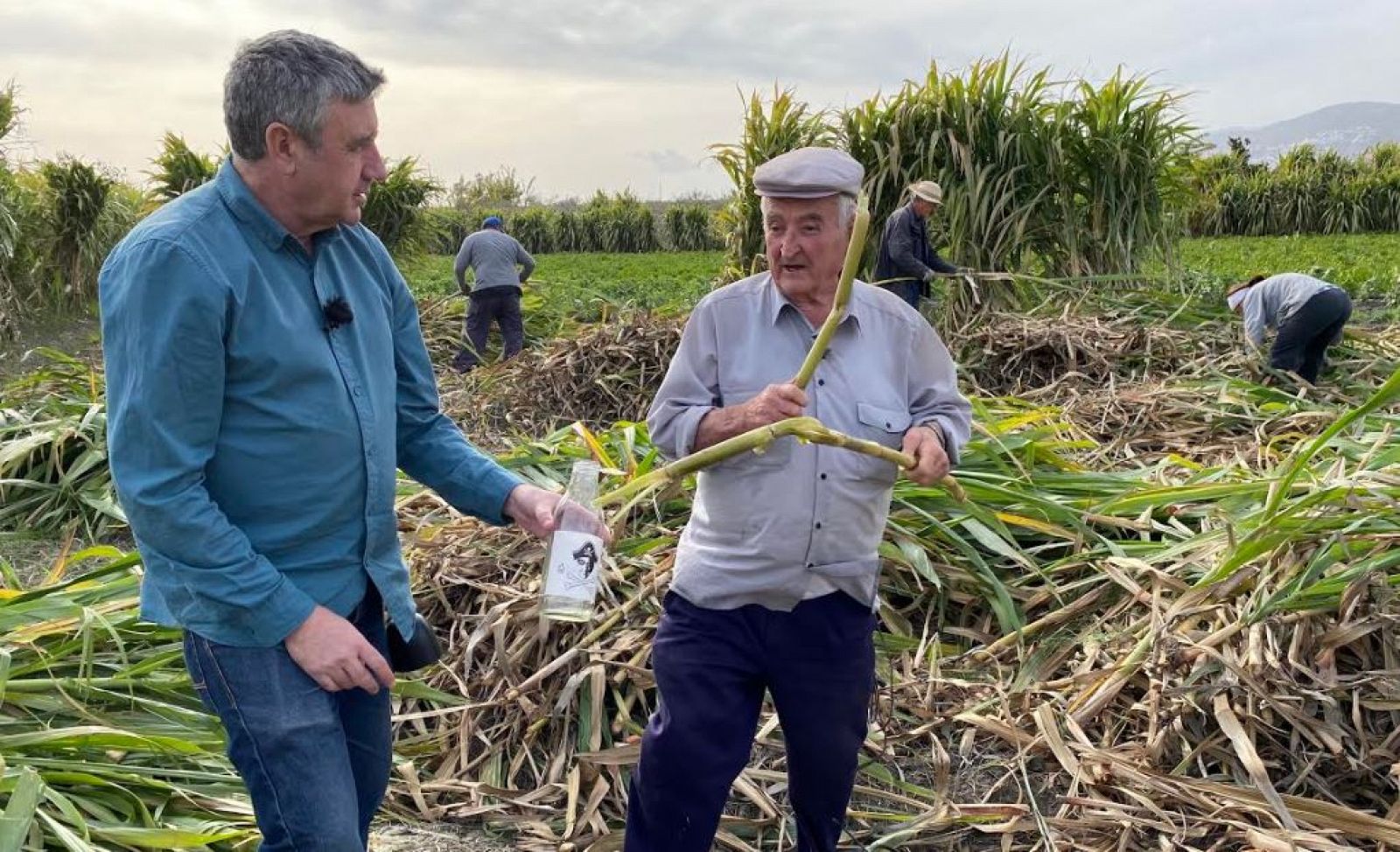 Cómo se cultiva la caña de azúcar 