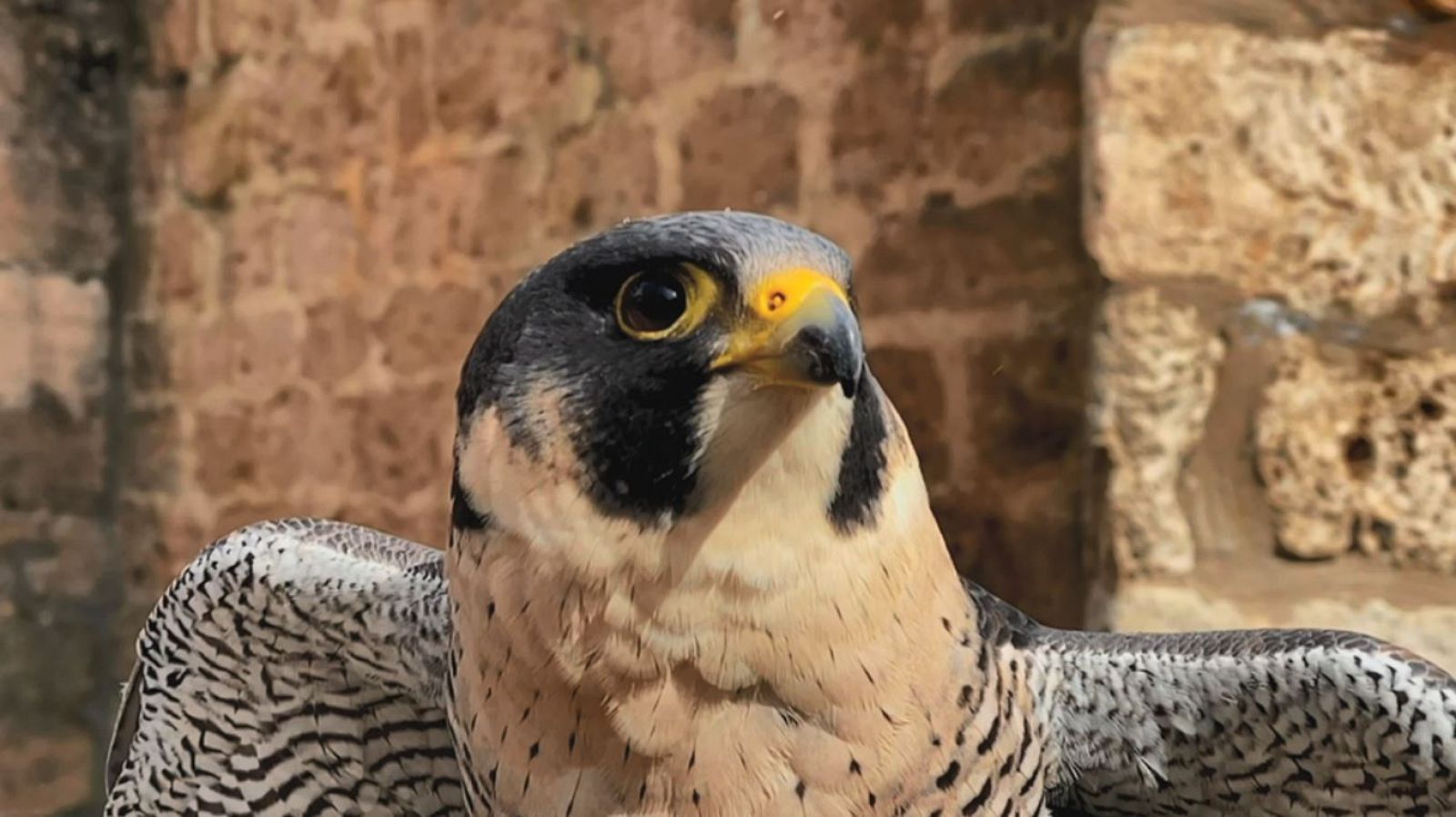 La majestuosidad del cernícalo y el halcón peregrino 