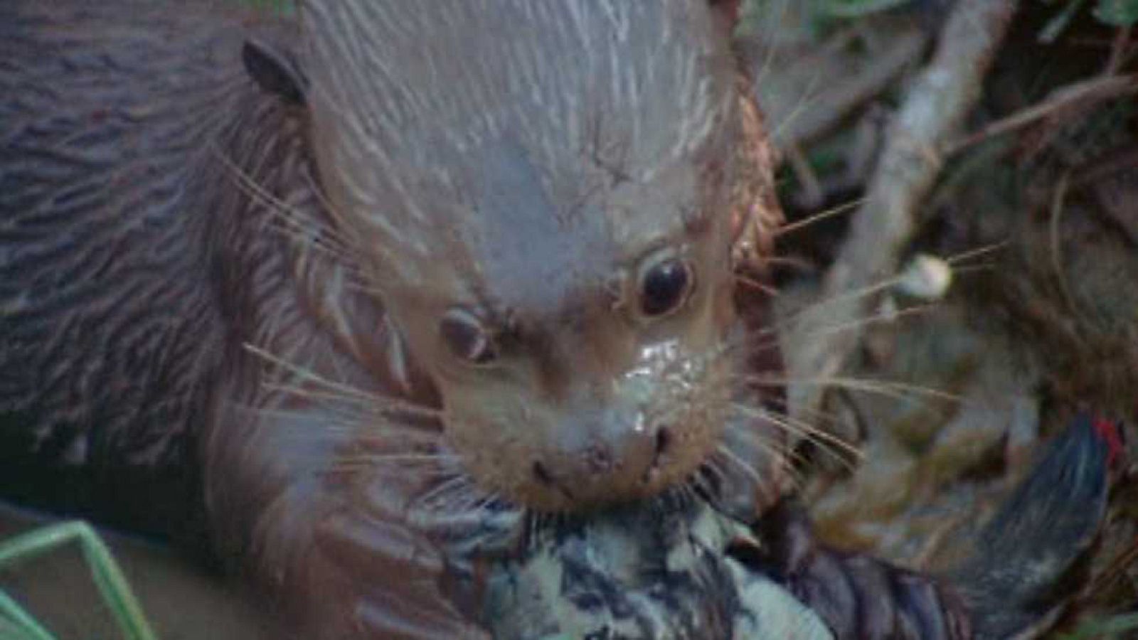 El hombre y la Tierra (Serie venezolana) - La nutria gigante - ver ahora