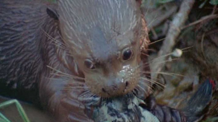 El hombre y la Tierra - La nutria gigante