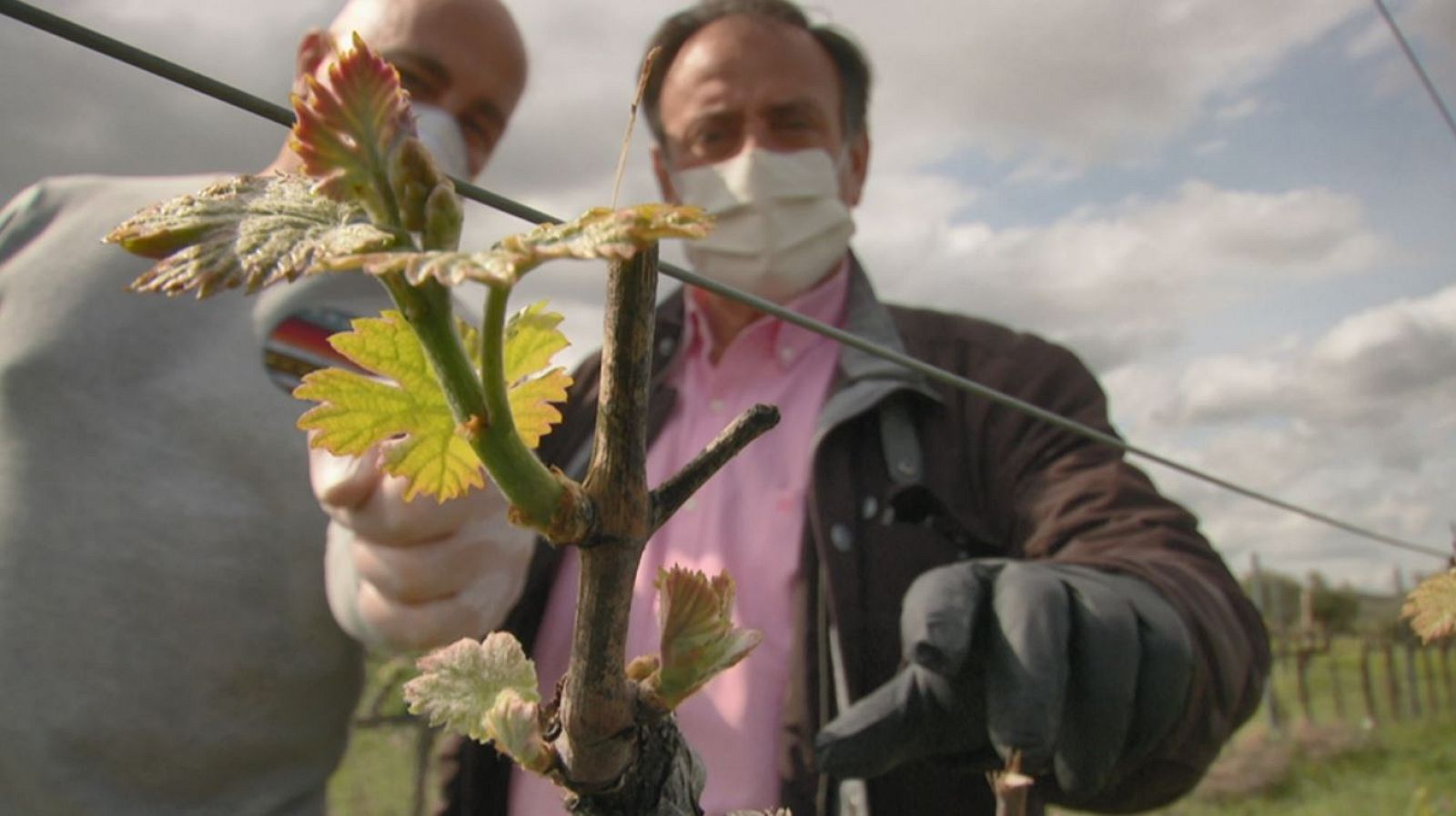Los viñedos no entienden de cuarentenas