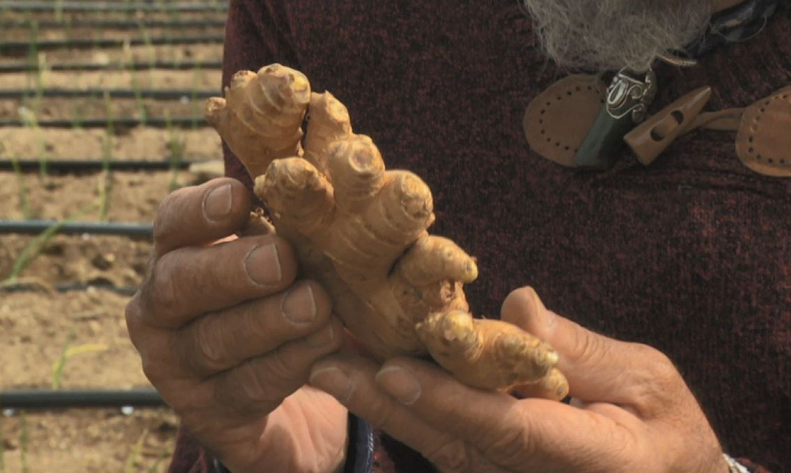 Remedios naturales para las defensas y sistema inmunitario