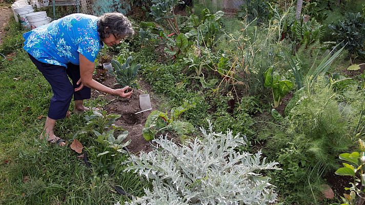 Telediario 1 - Los colectivos de autoconsumo piden unificar criterios y permitir acceder a los huertos familiares