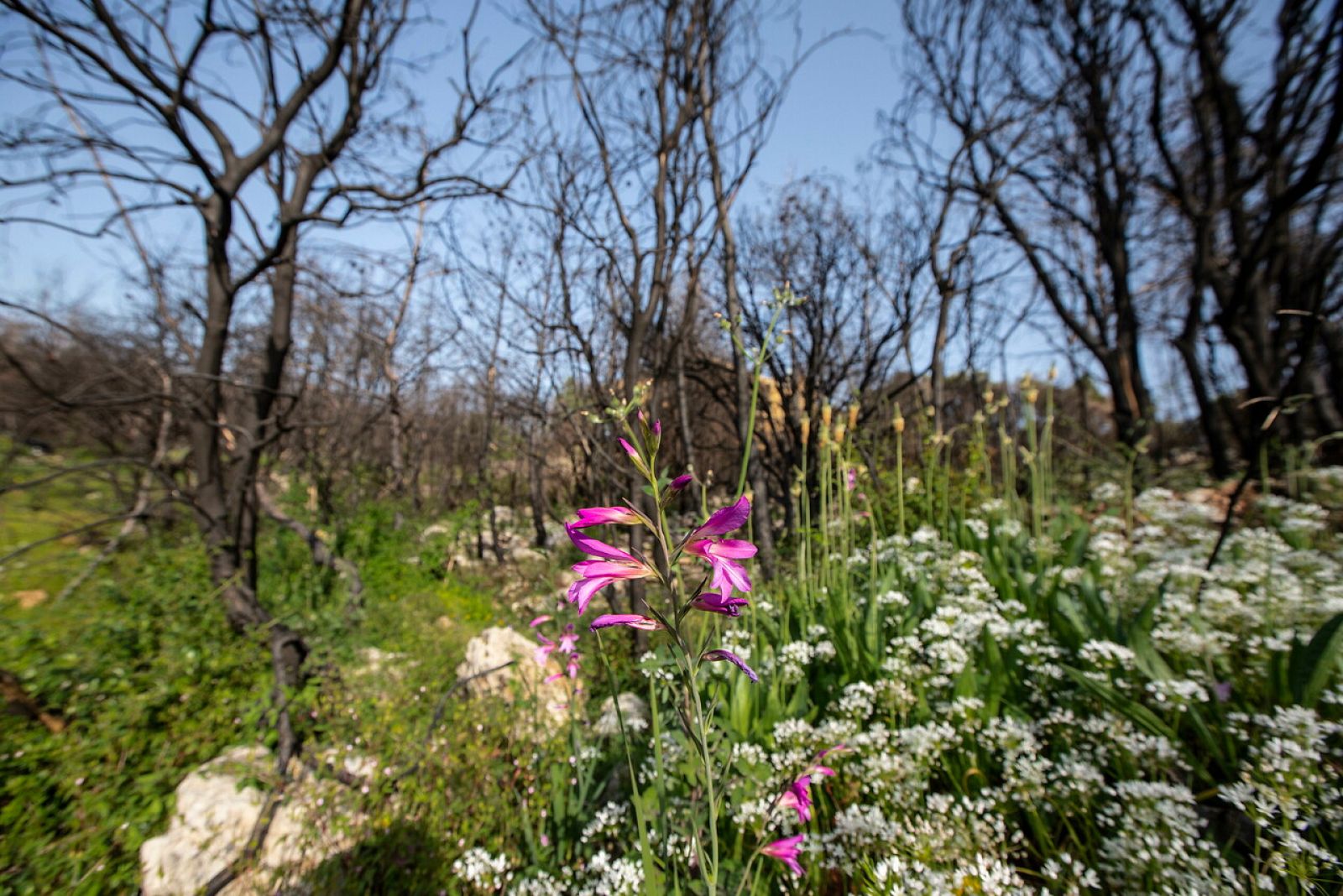 Diario de un confinamiento: la Tierra sin nosotros | Ver