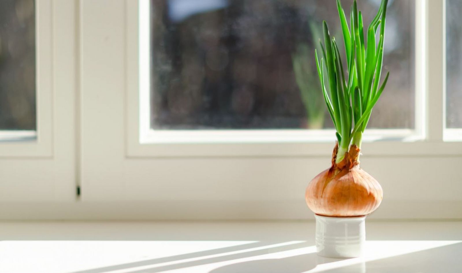 Cultiva ajetes y cebolletas en casa de forma sencilla 