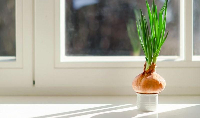 Cultiva ajetes y cebolletas en casa sin tierra ni maceta!