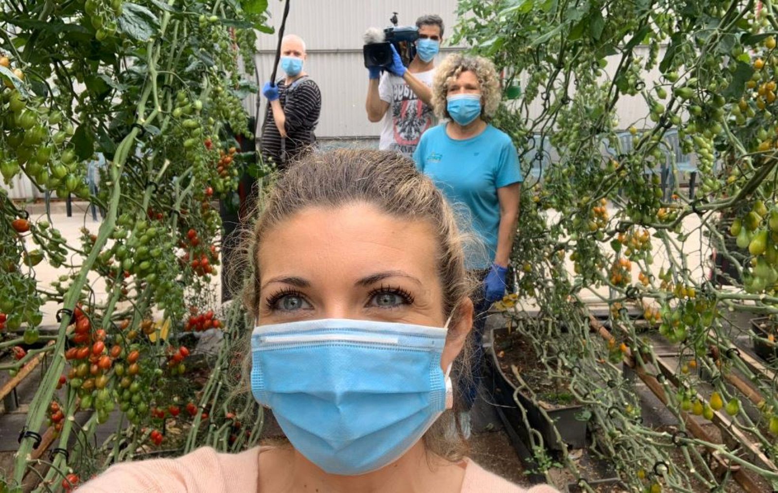 Doce variedades de tomate