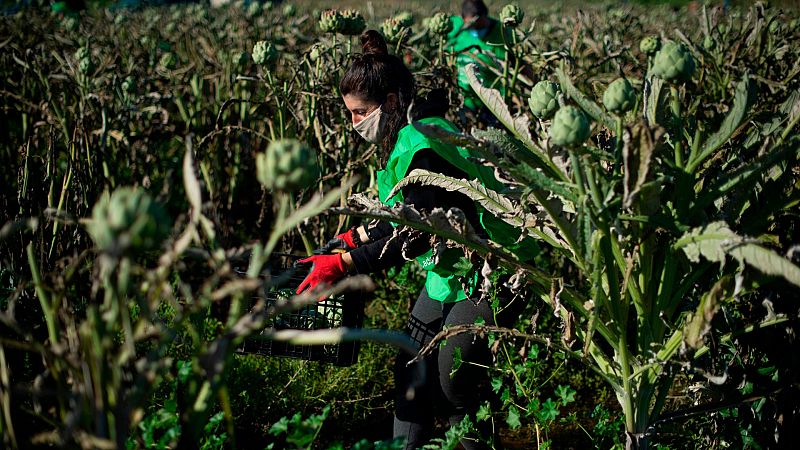 Los empresarios temen no cubrir la demanda de temporeros por el coronavirus