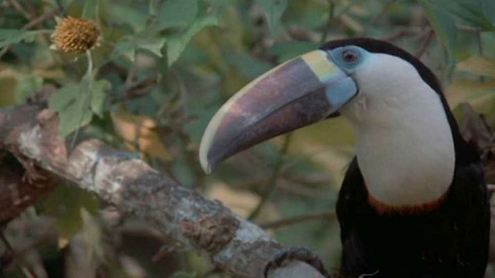 El hombre y la Tierra - Los llanos de Venezuela