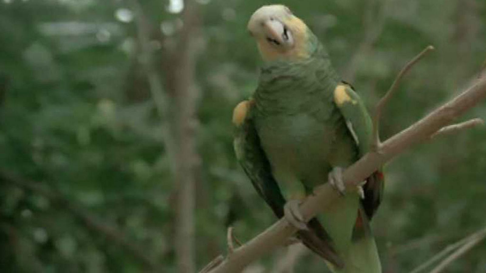 El hombre y la Tierra (Serie venezolana) - El paraíso de las aves  - RTVE.es