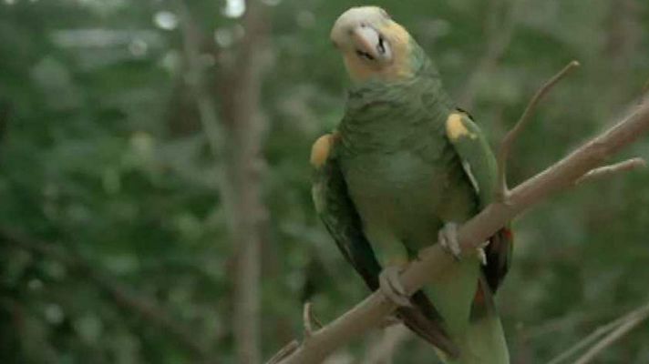 El paraíso de las aves