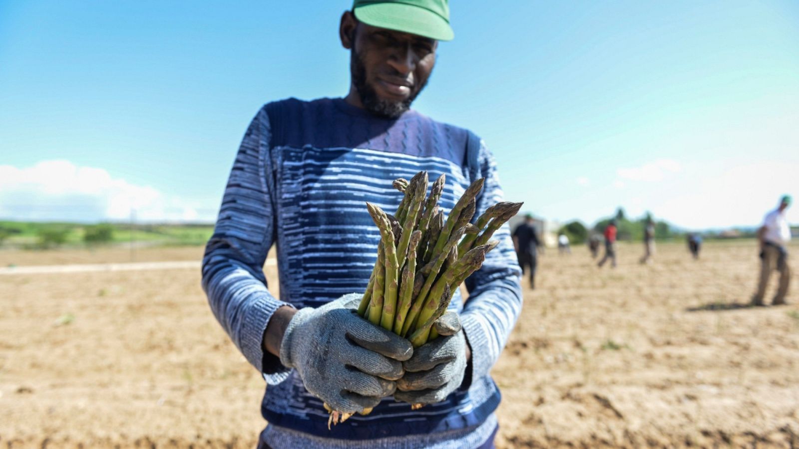 Una campaña de recogida con menos temporeros por la crisis del coronavirus | Ver