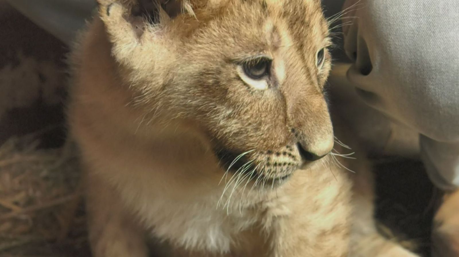 Curiosidades de los leones, los reyes de la sabana 