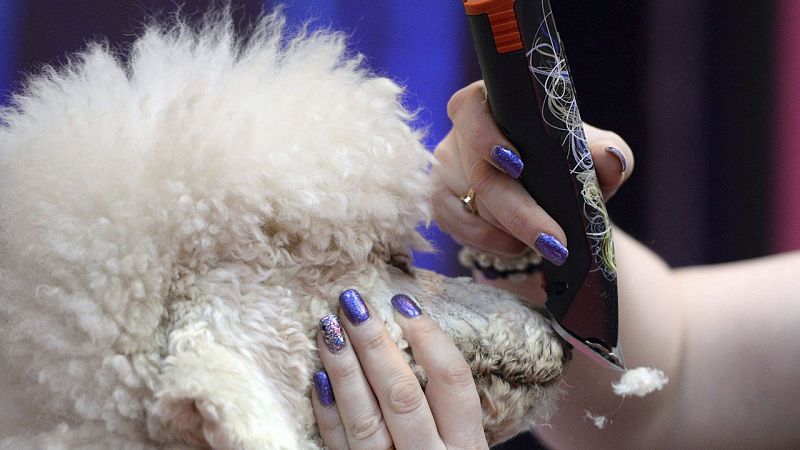 Coronavirus | Reclaman la apertura de peluquerías de mascotas como una medida de higiene - Especiales informativos | Ver